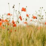 Close up poppies on field. Wild flowers in springtime