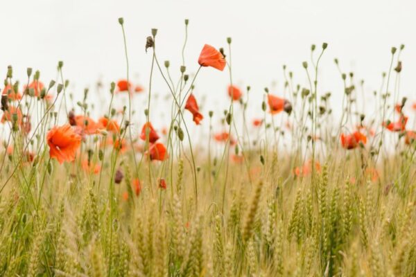 Close up poppies on field. Wild flowers in springtime